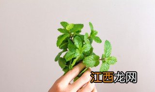 薄荷长白毛原因有什么解决办法 如何解决薄荷长白毛