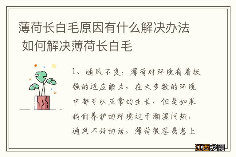 薄荷长白毛原因有什么解决办法 如何解决薄荷长白毛