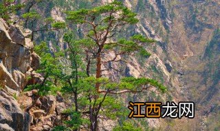 黄山松怎么养视频 黄山松怎么养