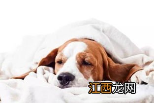 狗腹水能治愈吗