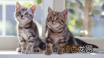 猫换新环境要注意什么