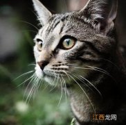 猫咪的胡子剪掉还长吗