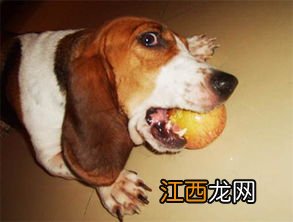 腊肠犬能吃苹果吗