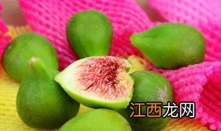 青皮无花果特点有哪些优缺点 青皮无花果特点介绍