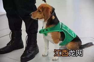 检疫犬是什么品种