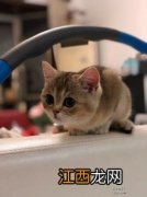 猫什么时候可以做绝育