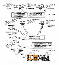 合成酶的原料是什么