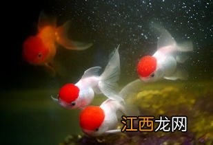 鹤顶红金鱼能长到多大