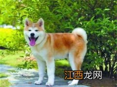 秋田犬掉毛厉害吗