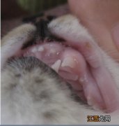 猫咪烂嘴是什么原因