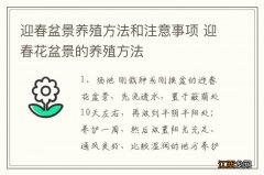 迎春盆景养殖方法和注意事项 迎春花盆景的养殖方法