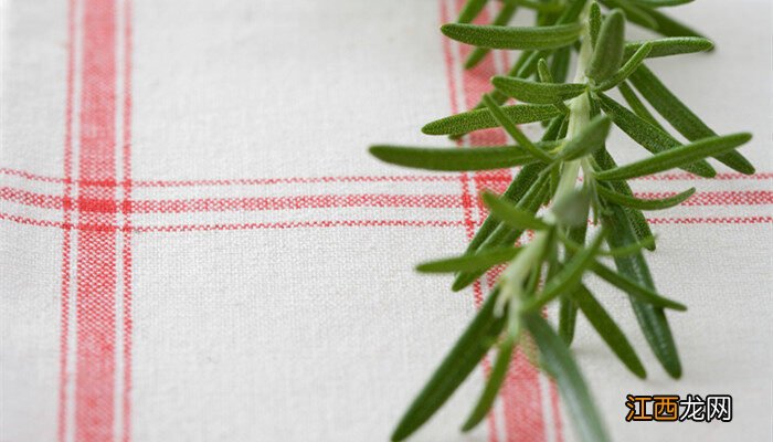 迷迭香的扦插方法和时间 迷迭香的扦插方法