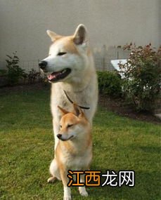 日本柴犬与秋田犬区别