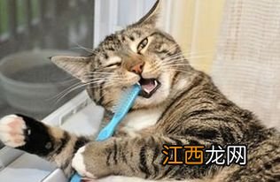 猫会跳窗户吗猫为什么跳窗