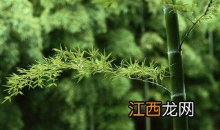 竹子的寓意象征什么 竹子的象征意义