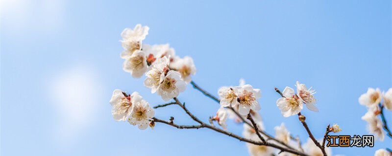 梅兰竹菊分别代表哪四种品格 梅兰竹菊分别代表什么品质