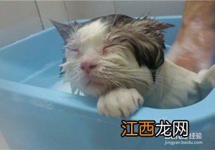 给猫咪洗澡注意什么