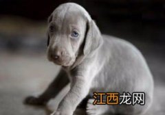 魏玛犬为什么没人养