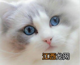 猫咪会来月经吗