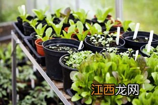 家里花盆种什么菜好