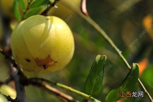 余甘果味道怎么样？余甘果的功效作用有哪些？