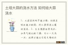 土培大蒜的浇水方法 如何给大蒜浇水