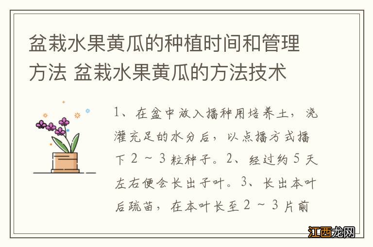 盆栽水果黄瓜的种植时间和管理方法 盆栽水果黄瓜的方法技术