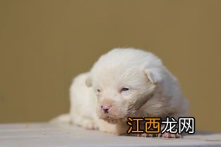 一个月大狗狗能吃什么