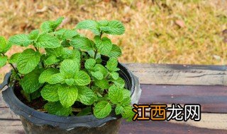 香水薄荷种植方法 香水薄荷种方法步骤