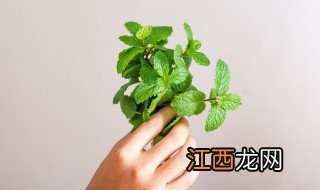 薄荷种子几天发芽 薄荷种子一般几天发芽