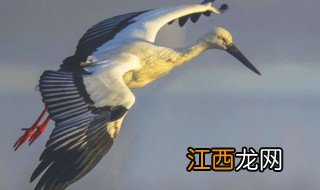 鹳雀是什么鸟 鹳雀是一种什么鸟