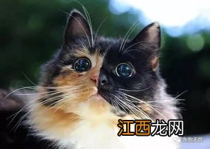 猫怎么养熟