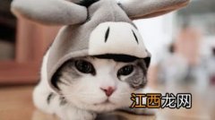 猫喜欢室友多过主人怎么办