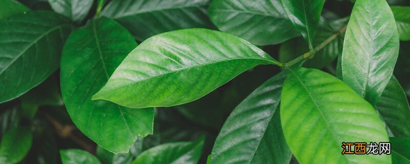 柳树枝条绿叶由什么发育而来 绿叶由什么发育而来