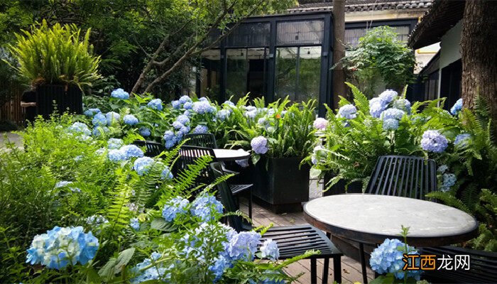 南方喜阴的室外植物花卉有哪些 喜阴的室外植物花卉有哪些