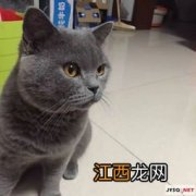 蓝猫配种和什么猫配