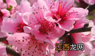 3月开什么花 哪些花三月份开花