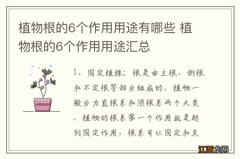 植物根的6个作用用途有哪些 植物根的6个作用用途汇总