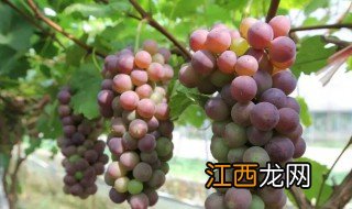 葡萄种在院子风水怎样好不好 葡萄种在院子风水简述