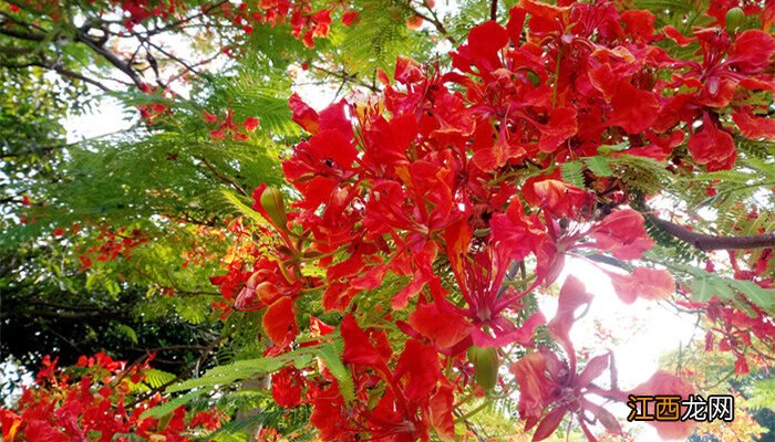 凤凰花开的路口 凤凰花为什么叫毕业花