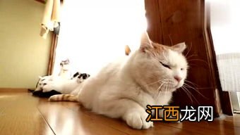 猫跑出去了怎么找