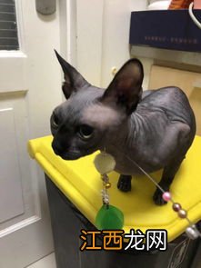 顿斯科伊猫和斯芬克斯的区别