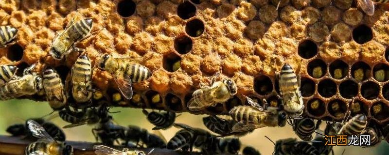 什么样的蜜蜂适合湖南饲养 什么样的蜜蜂适合湖南饲养呢