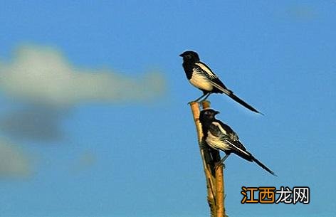 什么鸟亲人不会飞走