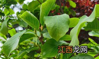 养植玉兰花技巧 玉兰花如何养