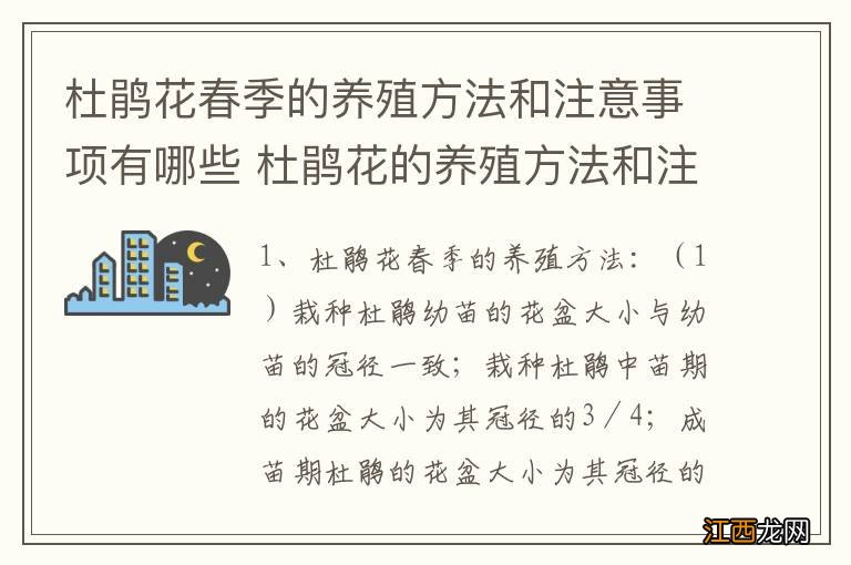 杜鹃花春季的养殖方法和注意事项有哪些 杜鹃花的养殖方法和注意事项介绍