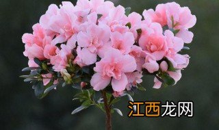 杜鹃花春季的养殖方法和注意事项有哪些 杜鹃花的养殖方法和注意事项介绍