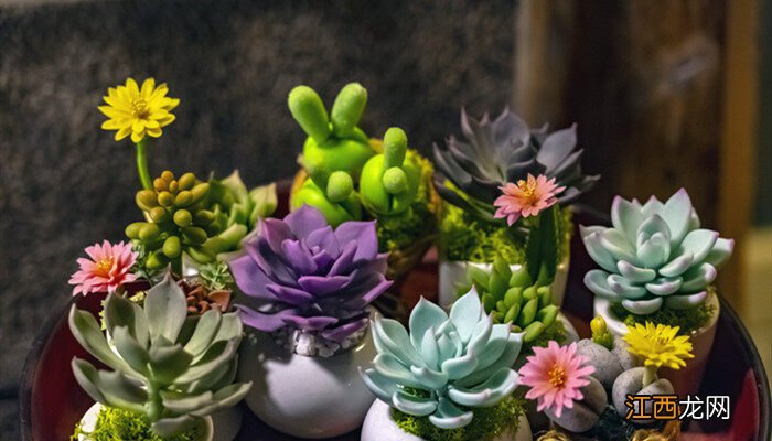 夏天多肉怎么养护 夏天多肉怎么养