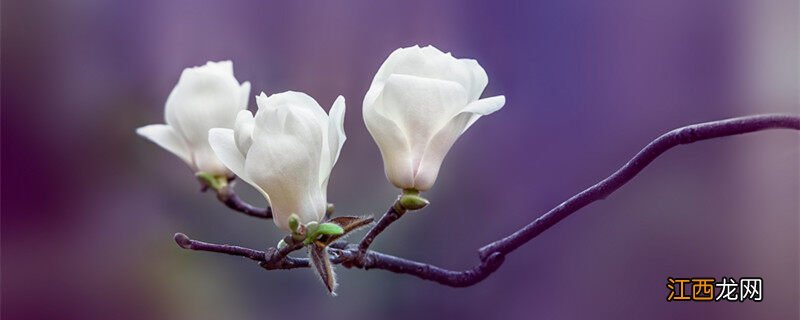 白玉兰上午几点开花啊 白玉兰上午几点开花