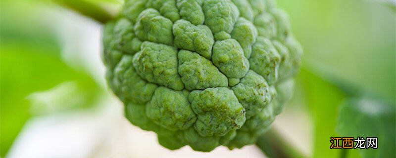 释迦果盆栽种植方法 释迦果种植方法和技巧